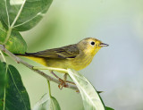 Yellow Warbler - Dendroica petechia 