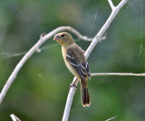 White-collared Seedeater - Sporophila torqueola (female)