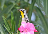 Yellow-throated Warbler - Setophaga dominica