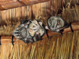 Artibeus lituratus (Great fruit eating bat)