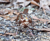 Fox Sparrow - Passerella iliaca