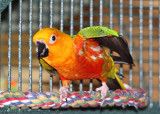 Rocky the Jenday Conure