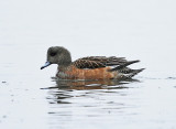 American Widgeon - Anas americana