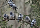 Rock Pigeons - Columba livia 