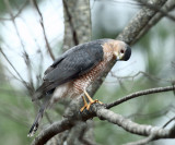 Sharp-shinned Hawk - Accipiter striatus