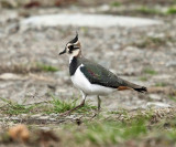 Northern Lapwing - Vanellus vanellus
