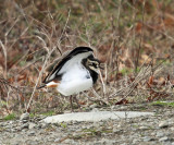 Northern Lapwing - Vanellus vanellus