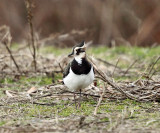 Northern Lapwing - Vanellus vanellus