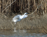 Little Egret - Egretta garzetta