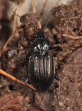 Agonum melanarium