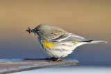 Yellow-rumped Warbler (Audubons) - Setophaga coronata