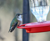 Rufous Hummingbird - Selasphorus rufus