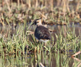 Northern Lapwing - Vanellus vanellus