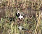 Northern Lapwing - Vanellus vanellus