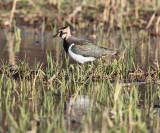 Northern Lapwing - Vanellus vanellus