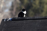 Cat on a roof