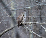 Barred Owl - Strix varia 