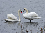 Mute Swans - Cygnus olor 