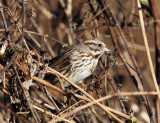 Song Sparrow - Melospiza melodia