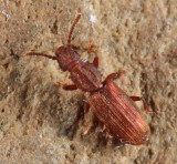 Sawtoothed Grain Beetle - Oryzaephilus surinamensis