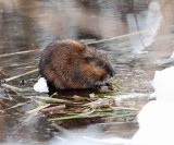 Common Muscrat - Ondatra zibethicus