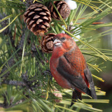 Red Crossbill - Loxia curvirostra