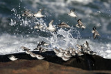 Sanderling - Calidris alba