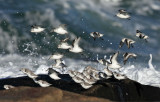 Sanderling - Calidris alba