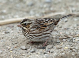 Savannah Sparrow - Passerculus sandwichensis