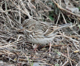 Vesper Sparrow - Pooecetes gramineus