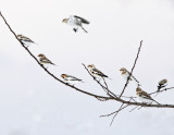 Snow Bunting - Plectrophenax nivalis