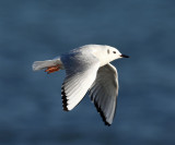 Bonapartes Gull - Chroicocephalus philadelphia