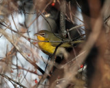 Yellow-breasted Chat - Icteria virens