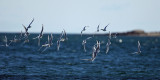 Bonapartes Gulls - Chroicocephalus philadelphia