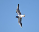 Bonapartes Gull - Chroicocephalus philadelphia