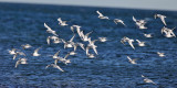 Bonapartes Gulls - Chroicocephalus philadelphia