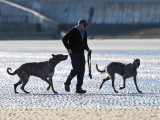 Guy walking Irish Wolfhounds