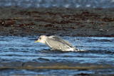Mew Gull - Larus canus (bathing)