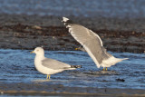 Mew Gull - Larus canus & Ring-billed Gull - Larus delawarensis