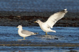 Mew Gull - Larus canus & Ring-billed Gull - Larus delawarensis