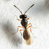 Trimorus sp.