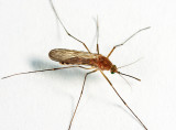Northern House Mosquito - Culex pipiens