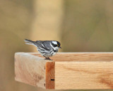 Black-throated Gray Warbler - Setophaga nigrescens