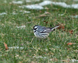 Black-throated Gray Warbler - Setophaga nigrescens