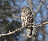 Barred Owl - Strix varia