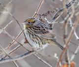 Le Contes Sparrow - Ammodramus leconteii 