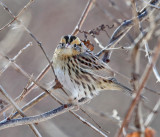 Le Contes Sparrow - Ammodramus leconteii