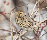 Le Conte's Sparrow - Ammodramus leconteii