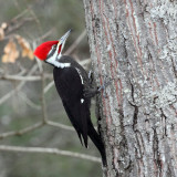 Pileated Woodpecker - Dryocopus pileatus