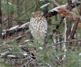 Coopers Hawk - Accipiter cooperii